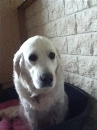 Comment dit-on 'chien' en anglais ?