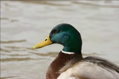 Comment dit-on 'canard' en anglais ?