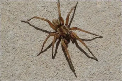 Comment dit-on 'araignée' en anglais ?