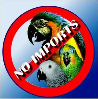 Les gris du gabon sont victimes du trafic d'animaux. Mais combien d'entre eux succombent  leurs svices mme avant leur arrive en Europe ? (source : CONVENTION SUR LE COMMERCE DES ESPECES DE FAUNE SAUVAGES MENACEES AC22 Doc. 1