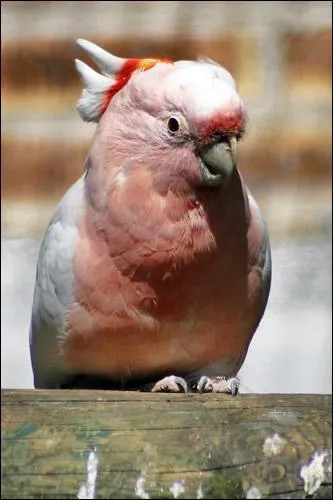 Quelle est cette spce ?