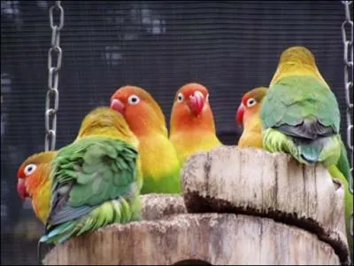 Que sont ces oiseaux ?