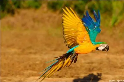 Quel est cet oiseau ?