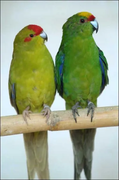 Ces oiseaux sont des