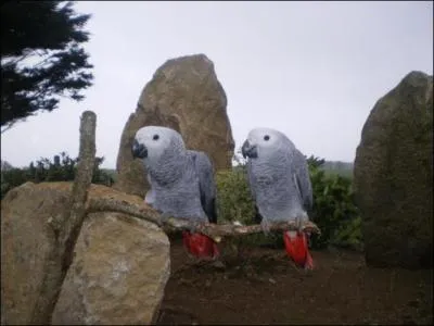 Quel est le nom systmatique de cet oiseau ?
