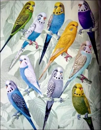 On peut souvent distinguer les perruches ondules mles par leur(s)