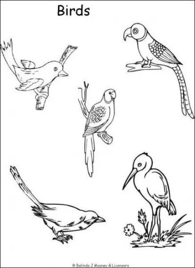 On peut couramment dsigner les psittaciformes comme les