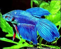 Quel est ce poisson ?