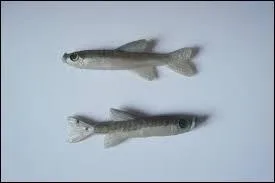 Ces poissons sont-ils vivent ?