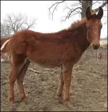 Quel est cet animal ?