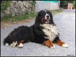 Quelle est la race de ce chien ?