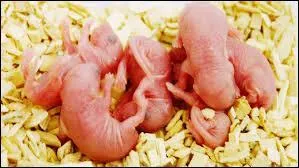 A qui appartiennent ces petits ?