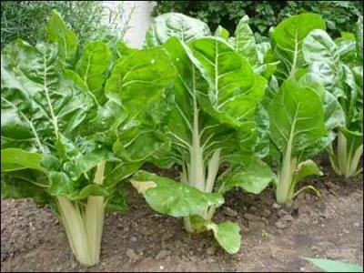 Que sont « las acelgas » ?
Indice : on les appelle poirées.