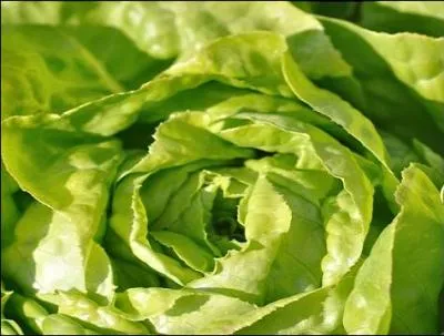 Que sont « las lechugas » ?
Indice : elle peut être batavia dorée de printemps.