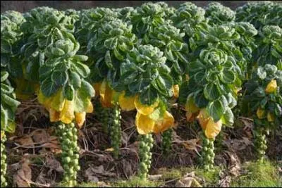 Que sont « las coles de Bruselas » ?