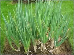 Qu'est-ce que « la cebolleta » ?