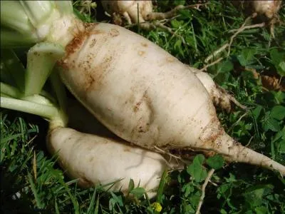 Qu'est-ce qu'un « nabo » ?
Indice : en français et au figuré, il est nul.