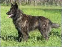 Quelle est cette race ?