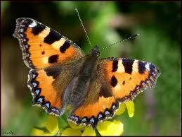 Selon les croyances, on prête au papillon plusieurs symboliques. Laquelle est erronée ?