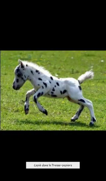 Comment s'appelle le bébé du cheval ?