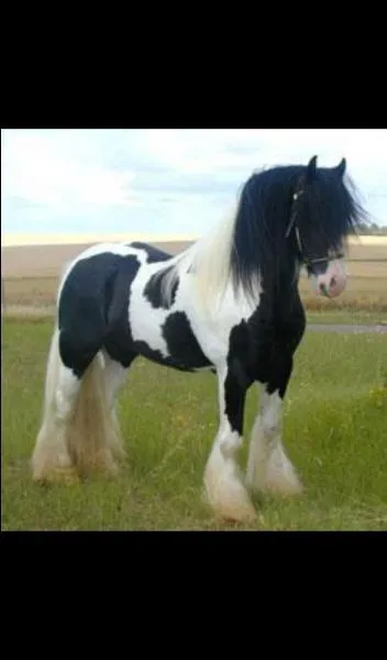 Quelle est la robe de ce cheval ?