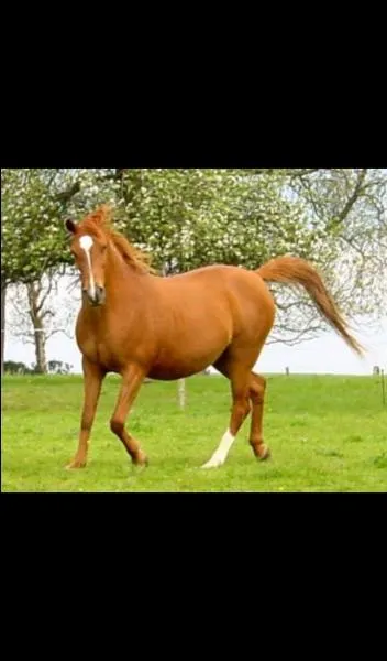 Quelle est la robe de ce cheval ?