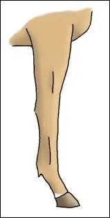 Comment s'appelle cette balzane ? (tu peux zoomer)