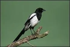 Le mot commence par Ta :