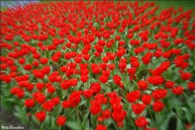 O&ugrave; se d&eacute;roule la f&ecirc;te de la tulipe ?