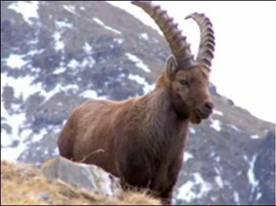 Le bouquetin des Pyrénées est une espèce éteinte, la chasse est la seule responsable.