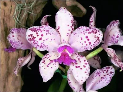 La cattleya est la seule orchidée odorante.