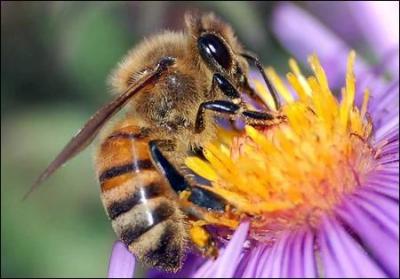 Le miel a un pouvoir anti-microbien.