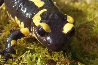 Lorsque la salamandre perd une patte, celle-ci repousse en quelques semaines.