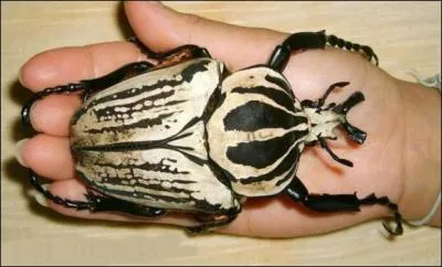 Le scarabée Goliath peut peser jusqu'à 200g.