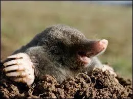 Qu'est-ce que la taupe a de particulier ?