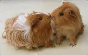 Combien de temps un cochon d'Inde vit-il en moyenne ?