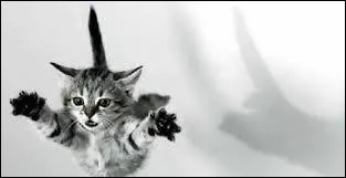 De quelle hauteur le chat peut-il se faire mal aux pattes en sautant ?