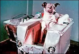 Quel est le nom du premier chien à avoir marché sur la Lune ?