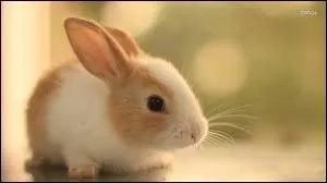 Dans quel dessin animé y a-t-il un lapin ?