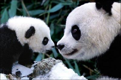Sur quel continent peut-on trouver principalement des pandas ?