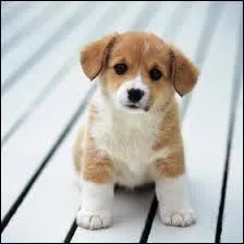 Quelle race de chien n'existe pas ?