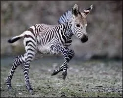 En moyenne, combien d'années vit un zèbre ?