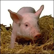 Comment s'appelle le petit du cochon ?