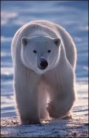 De quoi se nourrit l'ours ?