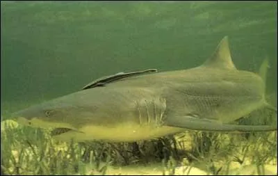 Ce requin est un requin...