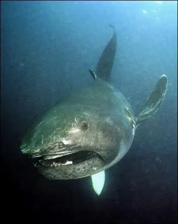Ce requin est un requin...