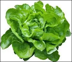 Comment se dit "salade" ?