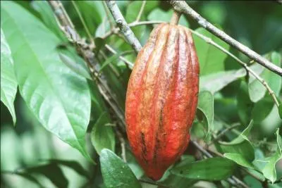 De quel arbre la cabosse est-elle le fruit ?