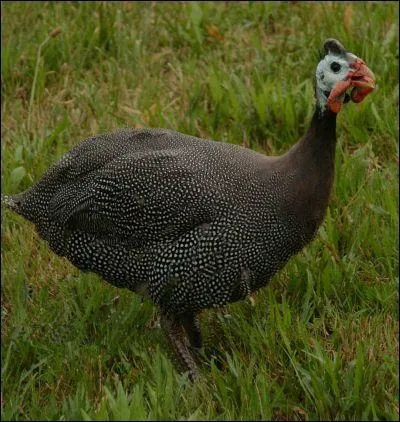 Comment s'explime la pintade ?