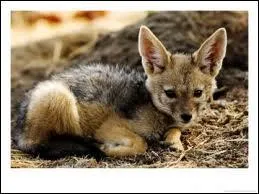 Quel est ce bébé canidé qui vit en Alaska ou au Canada ?